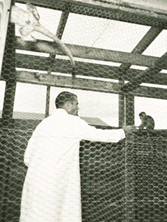 Photograph of a lab tech with monkeys